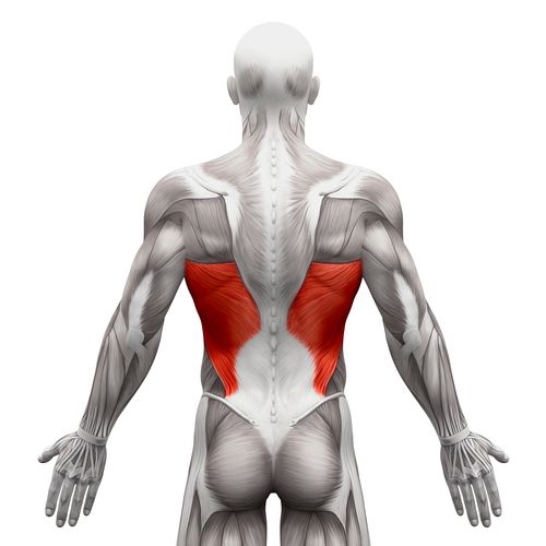 Latissimus dorsi muscle on the mid-back